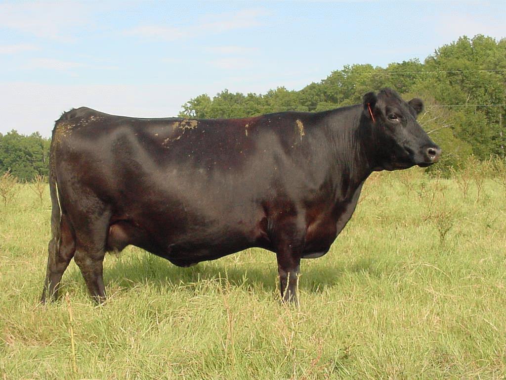 Control Cows: Maintain a limited breeding season ID &