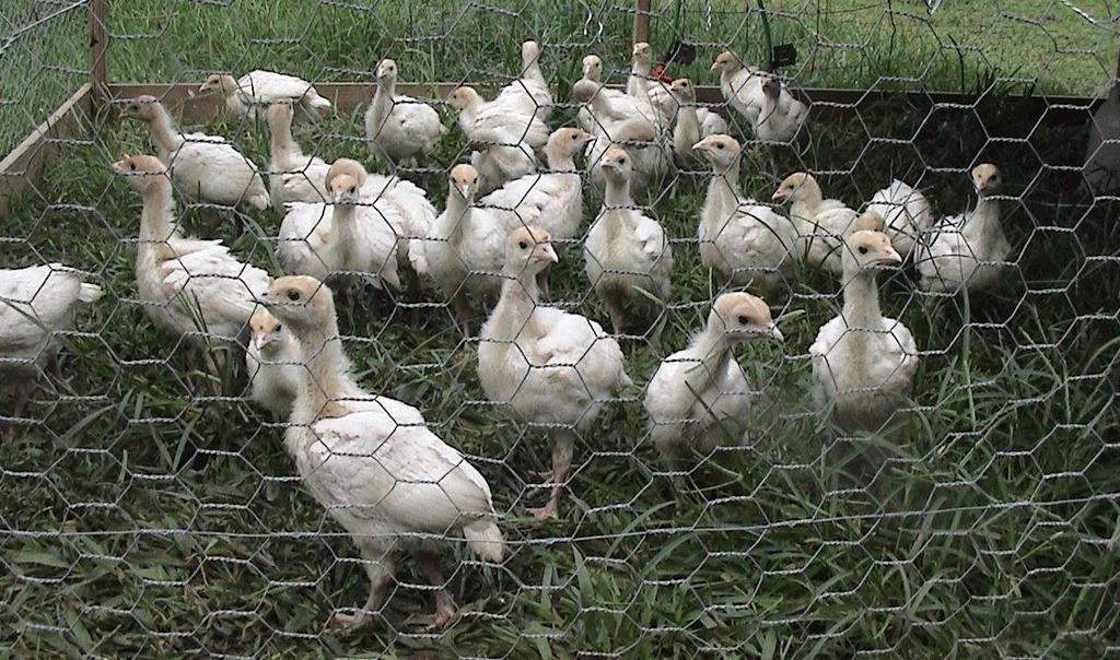 affects young birds Turkeys 3-12 weeks old High