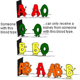 b) What genotype does a person with AB blood have? c) What genotype does a person with O blood have? d) What are the two genotypes possible for a person who as B blood? 2.