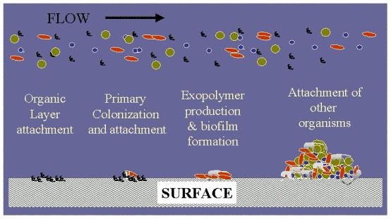 Biofilm formation on device surfaces Biofilm: An collection of bacteria within a sticky film that forms a community on the surface of a device Antibiotics can t penetrate the biofilm