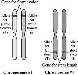 17 The diagram shows the positions of the genes for flower color and stem length in a pea plant. The chromosomes represented below will replicate before meiosis.