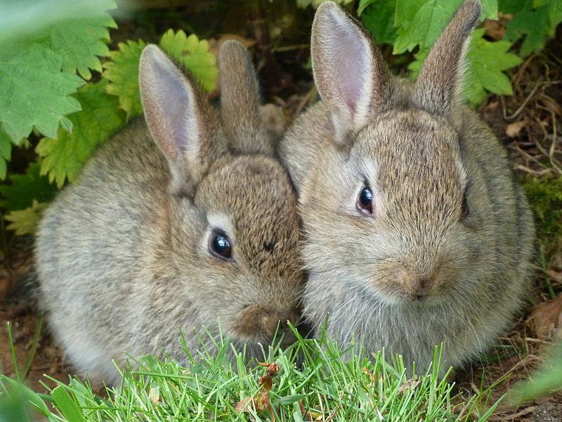 4 In Rabbits, the allele B for black hair is dominant over the allele b for brown hair.