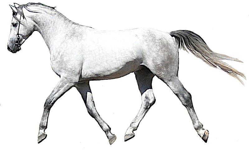 5 In horses, the allele C for a chestnut coat is is dominant to the allele c a gray coat.
