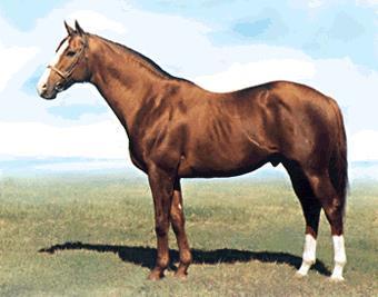 6 In horses, the allele C for a chestnut coat is is dominant to the allele c a gray coat.