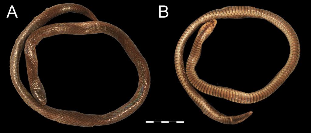 O Shea and Kaiser Fig. 2. Dorsal and ventral views of the first known female Calamophis sharonbrooksae (NRM 803). Scale = 25 mm. purporting to belong to the genus Brachyorrhos.