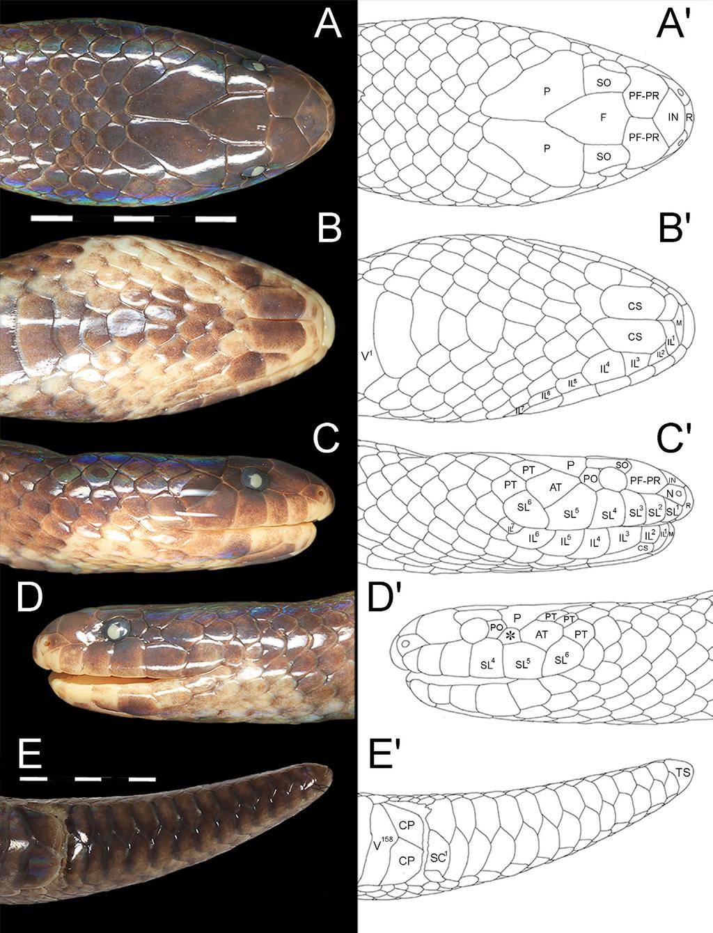 First female specimen of Arfak Stout-tailed Snake, Calamophis sharonbrooksae Fig. 3.