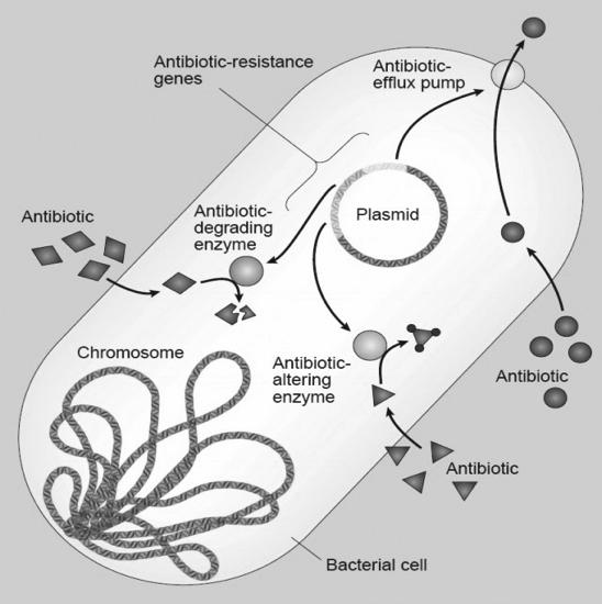 Mechanisms of Bacterial Resistance Levy S. Nat Med 2010;10:S122-129.