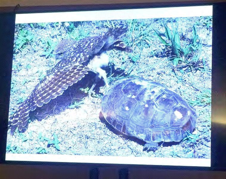 A Scent Dog s First Venture into Gopher Tortoise Conservation presented by Lauren Moscar and Rachel Smith (Disney s Animal Kingdom) Photo