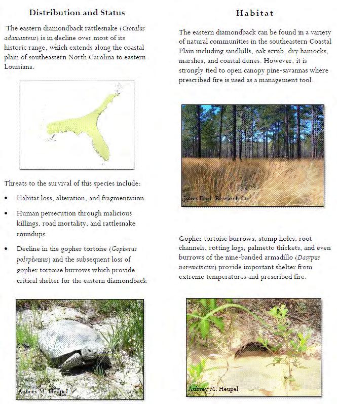 Diamondback Rattlesnake brochure!
