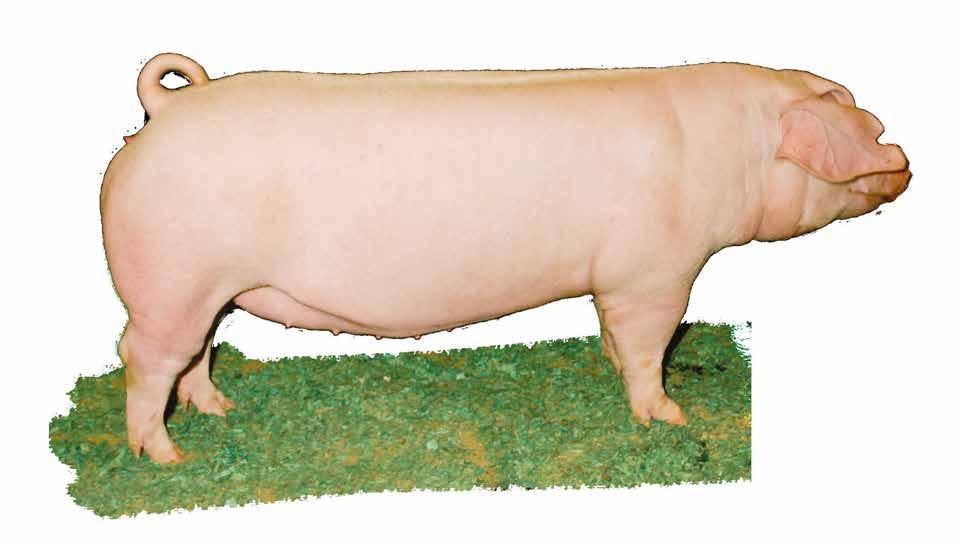 Proven. Progressive. Purebreds. 2639 YEAGER ROAD :: WEST LAFAYETTE, IN 47906 765.463.3594 NATIONALSWINE.