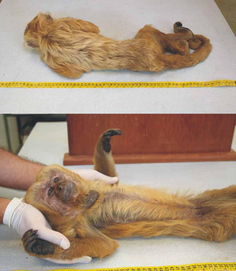 ZOOTAXA PLATE 1. The blond capuchin, Cebus queirozi sp. nov.