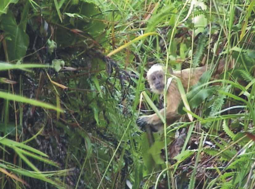 ZOOTAXA PLATE 5. The first picture ever taken of the blond capuchin, Cebus queirozi sp. nov. in their natural environment, a Montrichardia linina swamp in the Pernambuco Endemism Center, the paratype.
