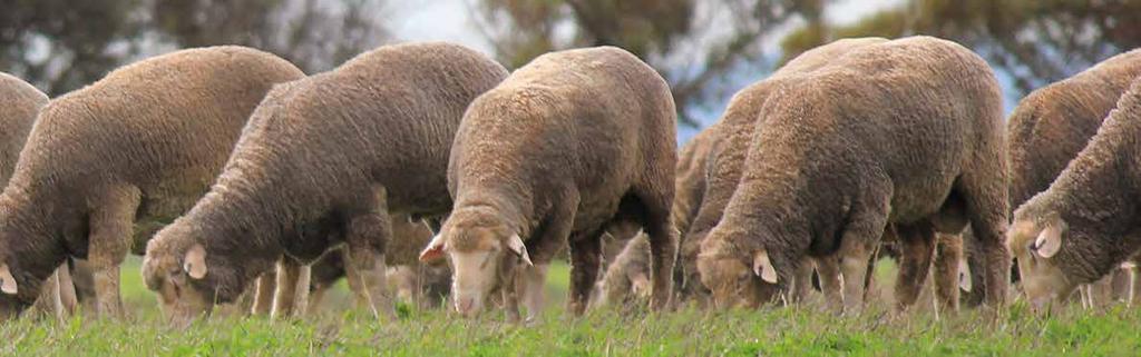 Enterprises with lower lambing percentages and low relative numbers of restocker sheep sales (ultra-fine types, or areas where there are wild dogs, OJD or high stocking rates) are less impacted by