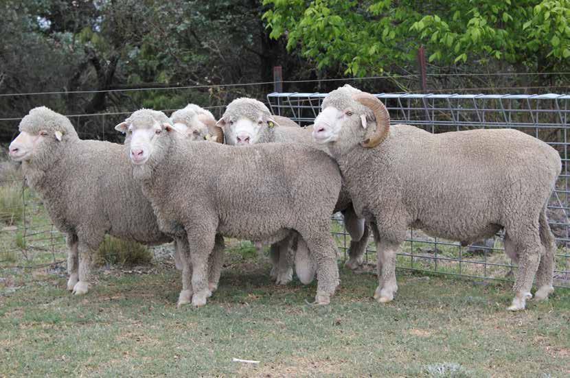 Breech Strike Resistance Flock CSIRO Armidale - Resistant and Susceptible Line Differences, Final Joining 2014 Breech Wrinkle ASBV Breech Cover ASBV Dag ASBV Breech Strike% 2014/15 (no chemical