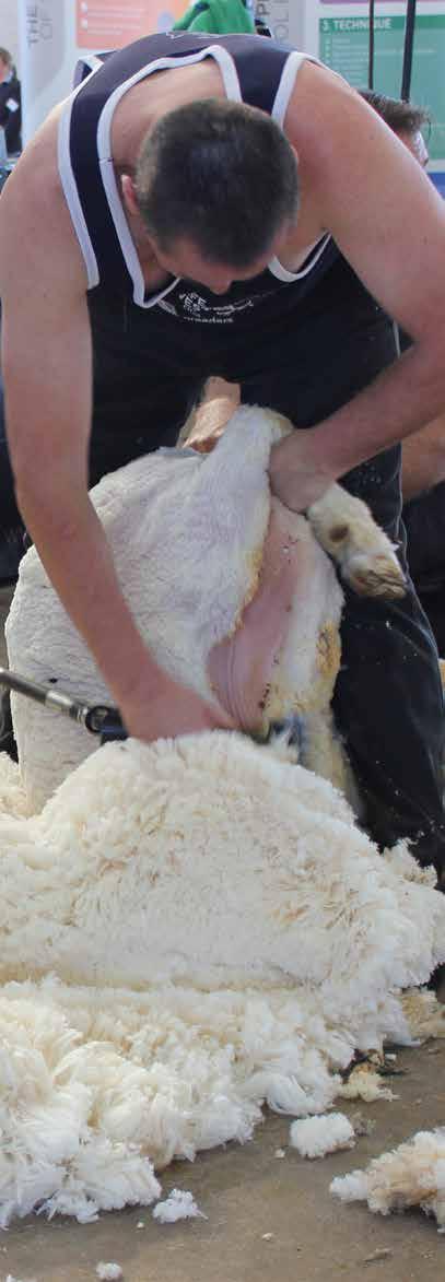 PLANNING FOR A NON-MULESED MERINO ENTERPRISE REPORT ON THE INTERVIEWS OF 40 WOOLGROWERS WITH A DIVERSE RANGE OF ENVIRONMENTS AND MERINO TYPES By Geoff Lindon, AWI, Feb 2018 This report outlines the