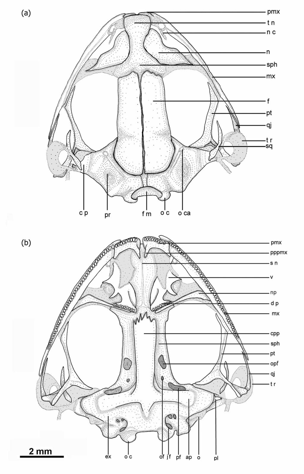 FIGURE 1. Skull of OTU 1, QCAZ 6192 from Ecuador (male specimen) (a) Dorsal view; (b) Ventral view.