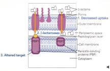 CRE Gram negative organisms that produce one type of beta-lactamase enzyme called carbapenemase.