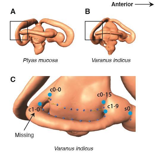 Fig. S6. Missing data in shape variables. (A) The inner ear of Ptyas mucosa in lateral view; the posterior and lateral semicircular canals are connected.