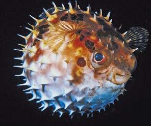 A pufferfish inflates its body to look bigger to its predators. Scientists are puzzled by some behavioral adaptations.