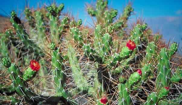 Cactus spines are an adaptation to keep animals from eating the plant. Table of Contents Introduction... 4 Survival of the Fittest... 6 Plant Adaptations... 10 Animal Physical Adaptations.