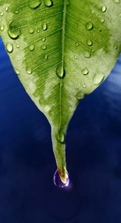 Rainforests get about 200 centimeters (80 in.) of rain every year. Some plants have leaf shapes that are adapted to let rain roll off easily.