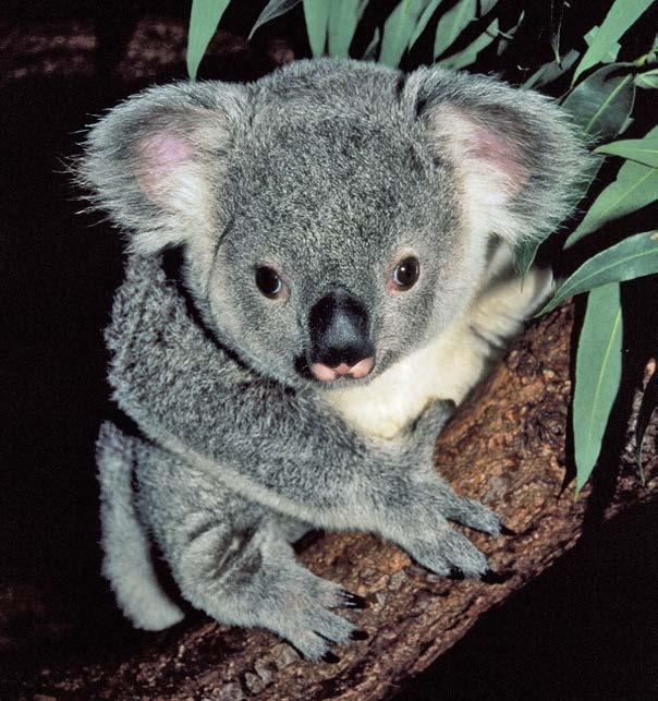 Australia s koala bears are also well adapted to their environment. They spend a lot of time in eucalyptus trees, eating the leaves.