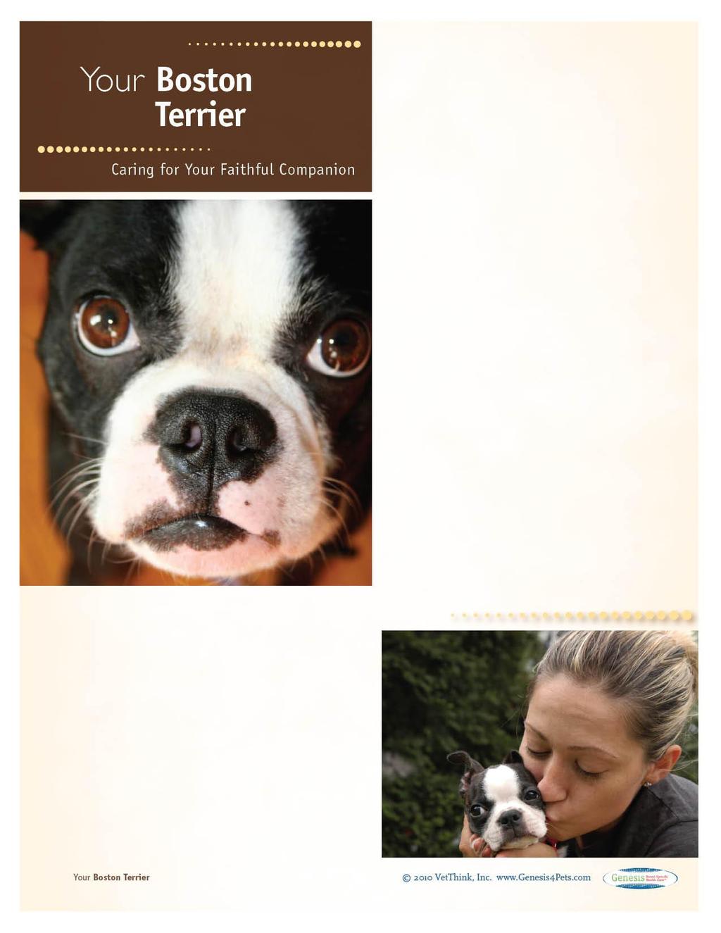 Boston Terriers: What a Unique Breed! Your dog is special! She s your best friend and companion and a source of unconditional love.