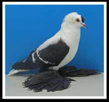 Above, left: Saxon Wing Pigeon crested, black