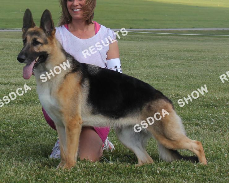 GSDC of Greater Kansas City, June 10th & June 11th 2017 BEST OF BREED 140 SAT