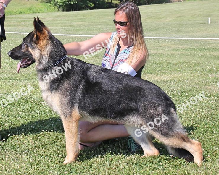 Puppy, 9-12 Months Dogs. GSDC of Greater Kansas City, June 10 th & June 11 th 2017 103 SAT AM: RWD/BP SAT PM: WD SUN: RWD/BP Tatum's WeLove To Trump That. DN48183901. 06/25/2016.
