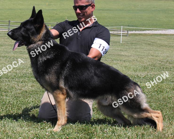 American Bred Dogs. 111 SAT AM: 2 nd SAT PM: 3 rd SUN: 3 rd Simcar's Deusenberg. DN43888702. 08/10/2015. Breeder: Margaret Simerson & Craig Carson. By: Ch. Stonelanes I'm Just Buck X Ch.