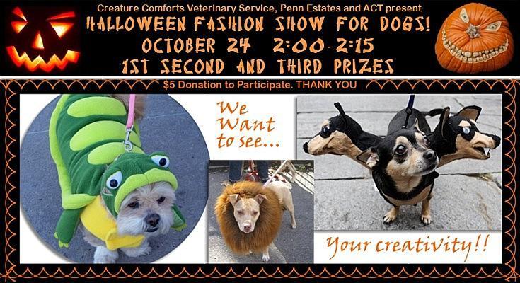 Fashion Show 16 A cute costume event for dogs followed our low cost