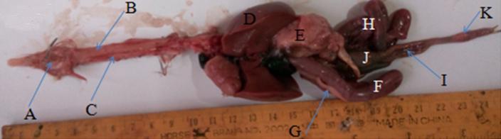 Fig. 1: Showing photograph of the GIT of common barn owl (Tyto alba) A=tongue, B=trachea, C=oesophagus, D= liver, E= stomach, F=duodenum, G=pancreas, H=jejunum, I= ileum, J= caecum, K=colorectum. Fig.