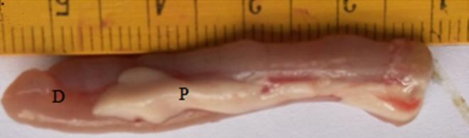 Fig 3: Photograph of the oesophagus of common barn owl (Tyto alba) The Large intestine: The large intestines of barn owl studied consist of two caeca (left and right) and a colorectum in all the