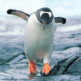 Penguins are flightless birds that swim underwater. They have flippers instead of wings.