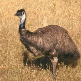 Emus live in Australia. They have shaggy, gray-brown feathers and long, powerful legs. Emus eat fruit, seeds, plants, and insects.
