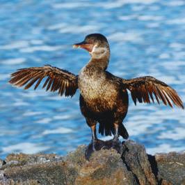 He guards the chicks so well that he chases the female rheas away! Flightless cormorants are rare. They are found only on the Galápagos Islands.