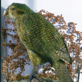 Kakapos are parrots found in New Zealand. They have shiny, yellow-green feathers. The feathers on their faces make them look like owls. Kakapos live alone.