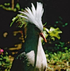 Kagus live on the island of New Caledonia in the South Pacific Ocean. They are called the ghosts of the forest because of their pale gray feathers.