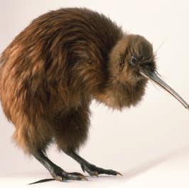 Have you ever eaten a kiwi fruit? There is a flightless bird called the kiwi. It lives in New Zealand. A kiwi is about the size of a chicken. Kiwis have very long beaks with nostrils at the end.