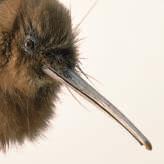 We have taken quite a tour of the world of flightless birds! From emus to kiwis to ostriches, you have now learned much about these unique creatures.