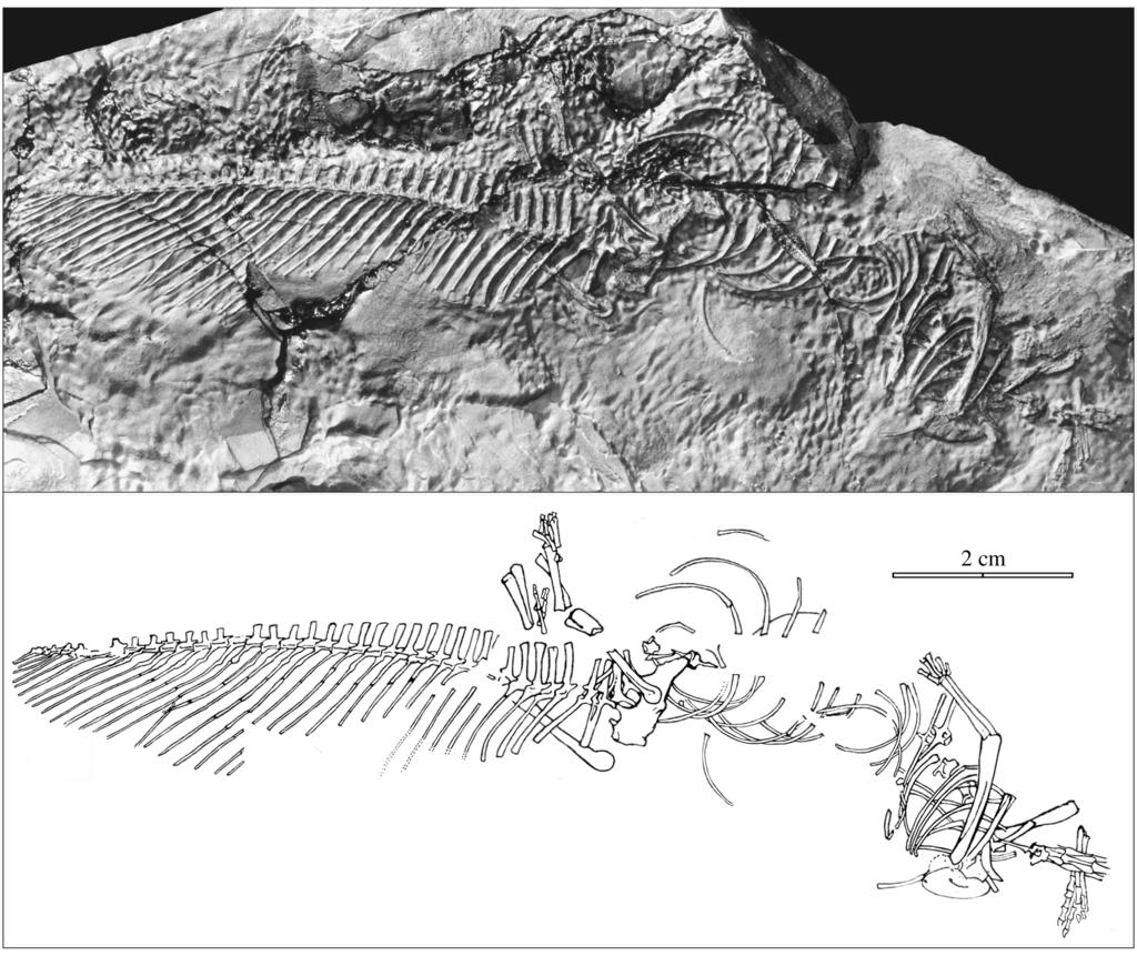 10 Fig. 6. Tarka. AMERICAN MUSEUM NOVITATES NO. 3334 Holotype of AMNH 7759 (above) and drawing of holotype (below). Photograph by Chester The holotype was prepared by the air abrasive technique.