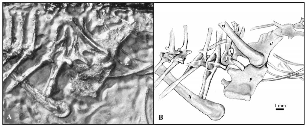 C and D, AMNH 7759, forelimbs: (C) left manus, radius, and ulna and (D) right manus, radius and ulna.