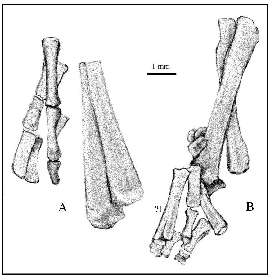 16 AMERICAN MUSEUM NOVITATES NO. 3334 Fig. 13. Distal parts of the hind limb of Hypuronector. A, left hind limb; B, right hind limb.?i, is possible proximal phalanx of digit I.