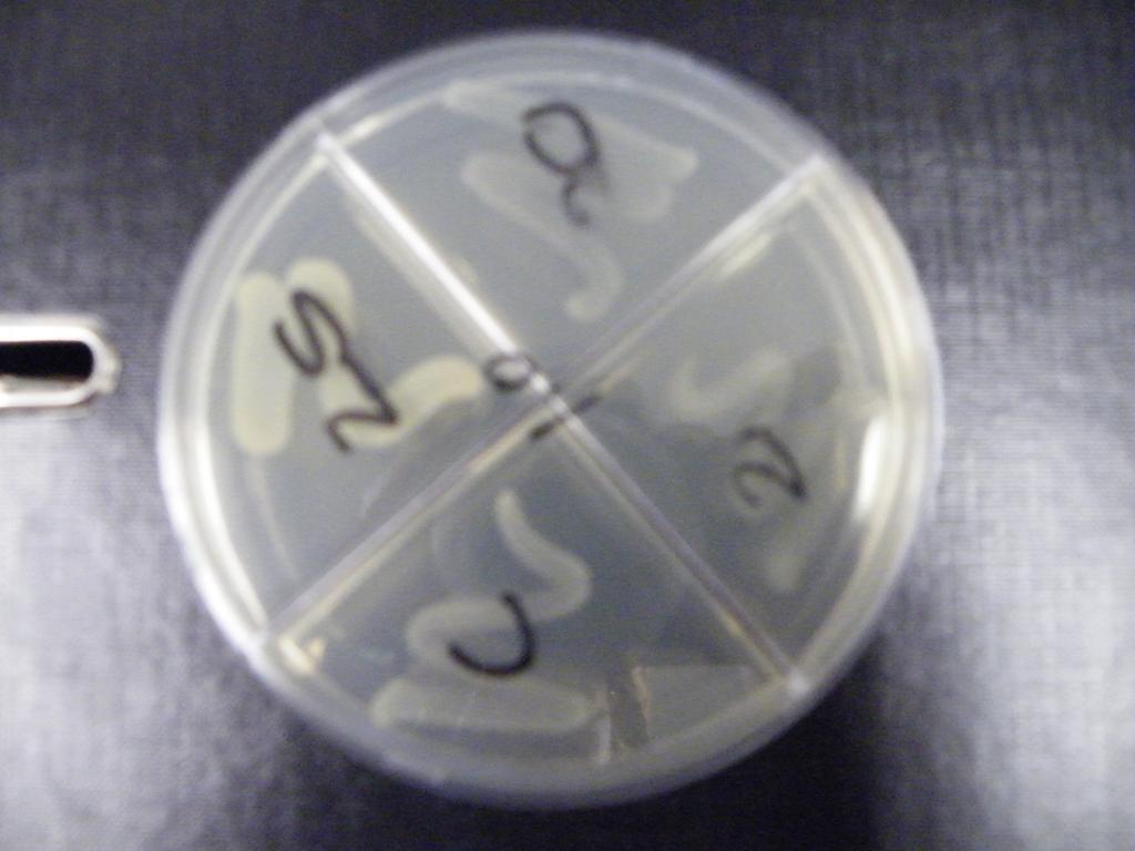 (Densicheck, Biomerieux), to ensure the density is 10 9. Results are read as optical density and a McFarland standard). After 24 hours of incubation at 37ºC the plates were examined.