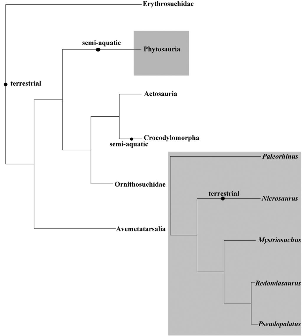 FIGURE 2. Archosaur phylogeny based on Brusatte et al. (2010) and phytosaur phylogeny based on Hungerbühler (2002).