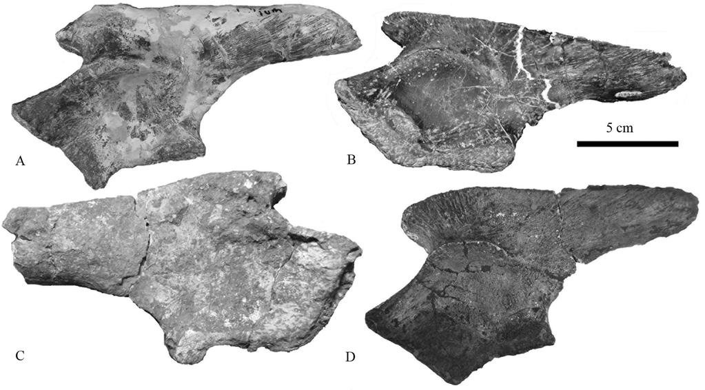308 FIGURE 3. A, Left ilium of Leptosuchus crosbiensis (UCMP 27200). B, Left ilium of Pseudopalatus buceros (NMMNH P-58352). C, Right ilium of Redondasaurus gregorii (NMMNH P-25662).