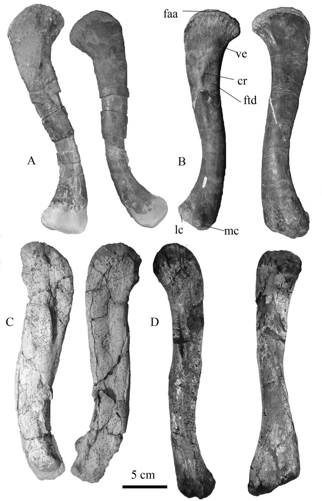 309 FIGURE 4. A, Left femur of Leptosuchus crosbiensis (UCMP 27200) in lateral and medial view. B, Left femur of Pseudopalatus buceros (NMMNH P-56268) in lateral and medial view.