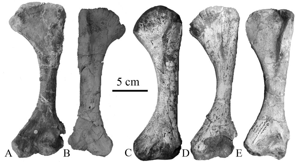 310 FIGURE 5. A, Left humerus of Paleorhinus arenaceus (ZPAL AbIII 1516). B, Right humerus of Leptosuchus (UCMP 27094). C, Left humerus of Nicrosaurus kapffi (SMNS unnumbered).