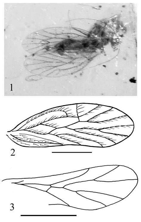 D.AZAR & A. NEL Figures 1-3 Bcharreglaris amunobi n. gen., n. sp., holotype 21a. 1, photograph of general habitus, dorsal view. 2, fore wing. 3, hind wing (scale bars represent 0.5 mm).
